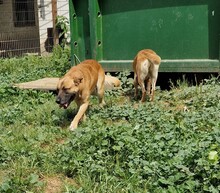 AZUR, Hund, Malinois-Mix in Ungarn - Bild 8