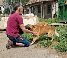 AZUR, Hund, Malinois-Mix in Ungarn - Bild 9