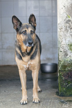 LENA, Hund, Mischlingshund in Italien - Bild 2