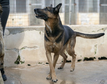 LENA, Hund, Mischlingshund in Italien - Bild 3