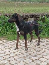 PAULI, Hund, Mischlingshund in Portugal - Bild 1