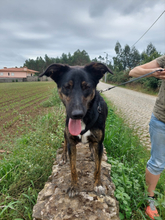 PAULI, Hund, Mischlingshund in Portugal - Bild 2