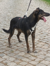 PAULI, Hund, Mischlingshund in Portugal - Bild 3