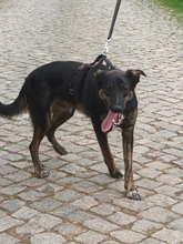 PAULI, Hund, Mischlingshund in Portugal - Bild 4