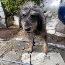 MAJA, Hund, Mischlingshund in Griechenland - Bild 10
