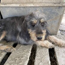 MAJA, Hund, Mischlingshund in Griechenland - Bild 3