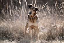 REA, Hund, Mischlingshund in Ungarn - Bild 2