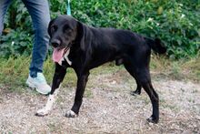 DYLAN, Hund, Mischlingshund in Griechenland - Bild 3