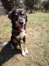 KEFELAS, Hund, Mischlingshund in Griechenland - Bild 14