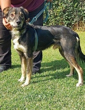 KEFELAS, Hund, Mischlingshund in Griechenland - Bild 2