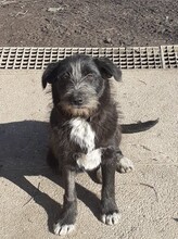 FIFI, Hund, Mischlingshund in Rumänien - Bild 1