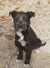 FIFI, Hund, Mischlingshund in Rumänien - Bild 10