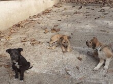 FIFI, Hund, Mischlingshund in Rumänien - Bild 13