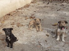 FIFI, Hund, Mischlingshund in Rumänien - Bild 14