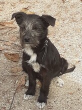 FIFI, Hund, Mischlingshund in Rumänien - Bild 16