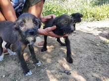 FIFI, Hund, Mischlingshund in Rumänien - Bild 19