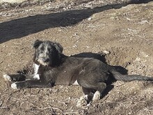 FIFI, Hund, Mischlingshund in Rumänien - Bild 3