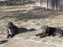 FIFI, Hund, Mischlingshund in Rumänien - Bild 4