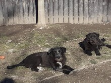 FIFI, Hund, Mischlingshund in Rumänien - Bild 5