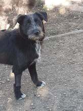 FIFI, Hund, Mischlingshund in Rumänien - Bild 6