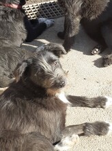 FIFI, Hund, Mischlingshund in Rumänien - Bild 8