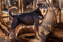 MECHO, Hund, Mischlingshund in Bulgarien - Bild 10
