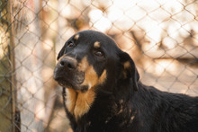 MECHO, Hund, Mischlingshund in Bulgarien - Bild 3
