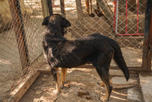 MECHO, Hund, Mischlingshund in Bulgarien - Bild 4