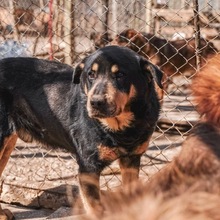 MECHO, Hund, Mischlingshund in Bulgarien - Bild 5