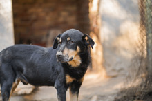 MECHO, Hund, Mischlingshund in Bulgarien - Bild 6