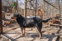 MECHO, Hund, Mischlingshund in Bulgarien - Bild 8