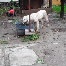 BOB, Hund, Mischlingshund in Ungarn - Bild 10