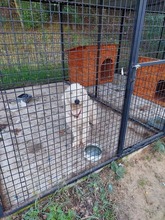 BOB, Hund, Mischlingshund in Ungarn - Bild 5