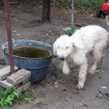 BOB, Hund, Mischlingshund in Ungarn - Bild 6