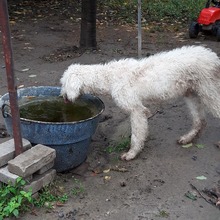 BOB, Hund, Mischlingshund in Ungarn - Bild 7