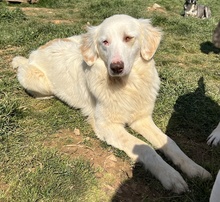 ZARA, Hund, Mischlingshund in Griechenland - Bild 10