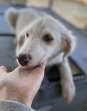 ZARA, Hund, Mischlingshund in Griechenland - Bild 16