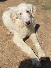 ZARA, Hund, Mischlingshund in Griechenland - Bild 4