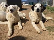ZARA, Hund, Mischlingshund in Griechenland - Bild 5