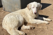 ZARA, Hund, Mischlingshund in Griechenland - Bild 8