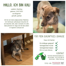 KALI, Hund, Mischlingshund in Gemünden - Bild 1