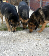 TEDDY, Hund, Mischlingshund in Bulgarien - Bild 10