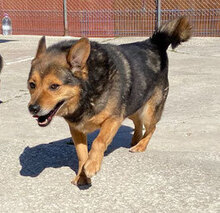TEDDY, Hund, Mischlingshund in Bulgarien - Bild 2