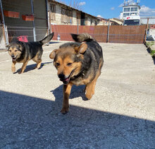 TEDDY, Hund, Mischlingshund in Bulgarien - Bild 3