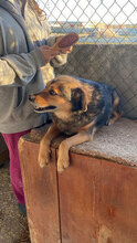 TEDDY, Hund, Mischlingshund in Bulgarien - Bild 5