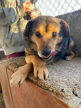 TEDDY, Hund, Mischlingshund in Bulgarien - Bild 8