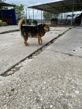 TEDDY, Hund, Mischlingshund in Bulgarien - Bild 9