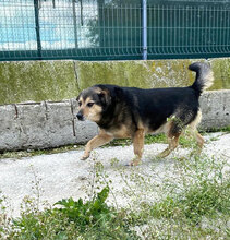 TOBY, Hund, Mischlingshund in Bulgarien - Bild 10