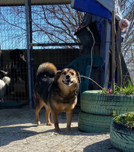 TOBY, Hund, Mischlingshund in Bulgarien - Bild 12