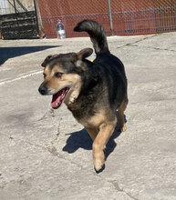 TOBY, Hund, Mischlingshund in Bulgarien - Bild 14